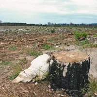 Kjer so pred letom dni kraljevali visoki črni bori, zdaj samujejo še bolj črni drevesni panji
