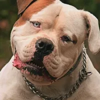 Tyson
