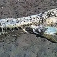 Skrivnostno bitje meri v dolžino več kot štiri metre