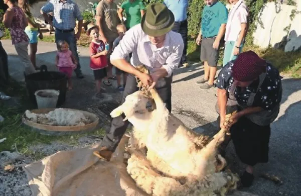 Z velikimi škarjami, ki v nespretnih rokah  lahko tudi urežejo, so ovce strigli dvakrat na leto