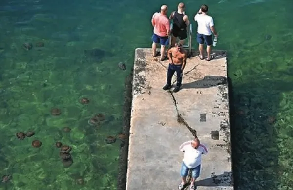 V morju pred hotelom Piran so mimoidoči lahko opazovali  veliko število uhatih klobučnjakov