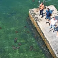 Uhati klobučnjaki množično v morju pred Piranom