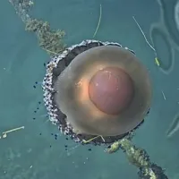 Uhati klobučnjaki množično v morju pred Piranom