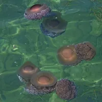 Uhati klobučnjaki množično v morju pred Piranom