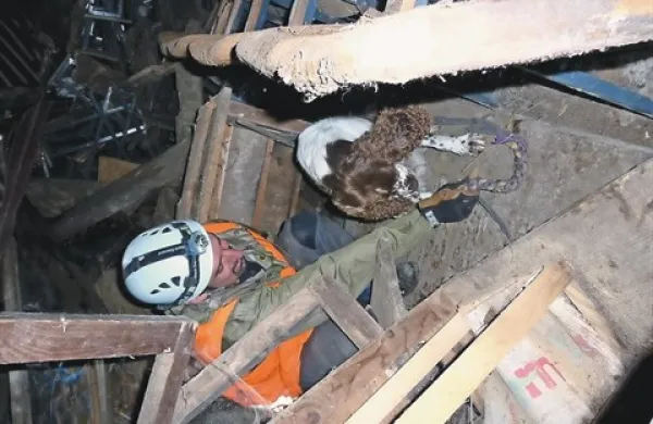Z veselim laježem psi oznanijo, da so našli “ponesrečenca” 