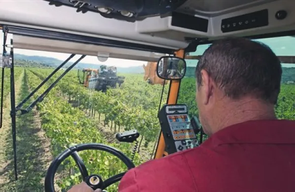 Nekateri vinogradniki so v Istri že potrgali grozdje v mladih vinogradih na izpostavljenih legah, s trgatvijo so prejšnji teden začeli tudi pridelovalci penin