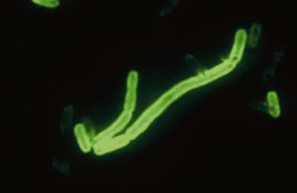 Bakterija Yersinia pestis se prenaša z muhami in tudi s komarji ter je vzrok različnih različic kuge
 