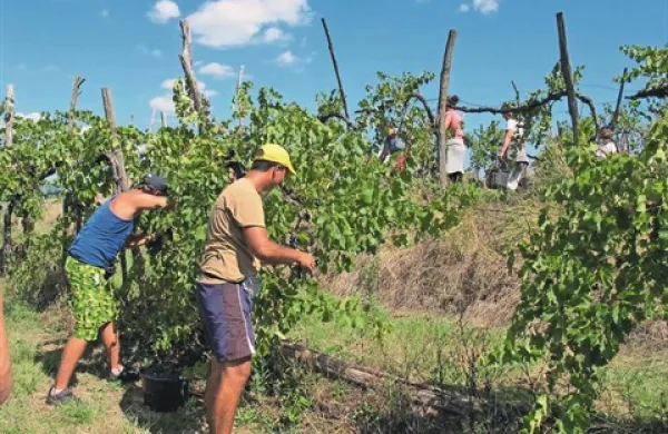 V vinogradih  Agroinda s trsov  letos pobirajo še zeleno grozdje, kar bo vinom belih sort dalo večjo svežino in aromo
   