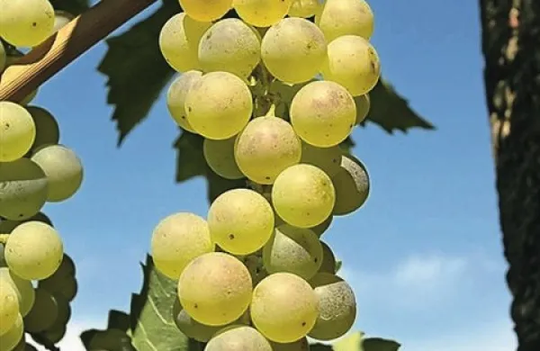 V vinogradih kleti Vinakoper so pred dnevi začeli s trgatvijo, konec tedna pa bodo ponudili prvi mošt letnika 2013