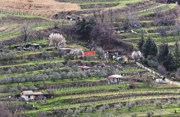 Z več kot polovico izolske zemlje naj bi upravljal Sklad kmetijskih zemljišč in gozdov RS. Obdelujejo jih vrtičkarji,  pa tudi najmanj štirje najpomembnejši izolski oljkarji. Bodo zdaj res slednji, namesto vikendašev,  potegnili krajši konec?