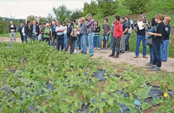 Med čebulami, paprikami  in jajčevci