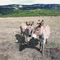 Osli se že pasejo v bodočem parku avtohtonih živali v Hrastovljah 