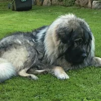 Na Danskem je med prepovedanimi pasmami tudi šarplaninec 