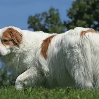 Tornnjak