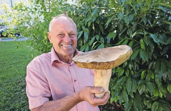 Gobarska sreča se je minuli teden nasmehnila Francu Markočiču iz Solkana. Na Idrijskem je našel jurčka, ki je tehtal 1,3 kilograma, visok je bil tri decimetre, premer klobuka pa je bil še tri centimetre daljši.