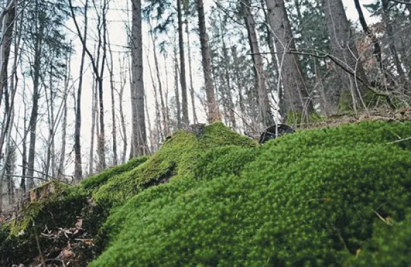 V gozdni podrasti, pa tudi na travnikih, živijo klopi in vse več je okuženih 