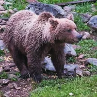 24-letni gobar iz Dornberka, ki se je včeraj v gozdu “zaletel” v medvedko, je odnesel skorajda celo kožo, saj ga je kosmatinka v strahu le ugriznila