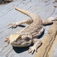 V Krajinskem parku Strunjan se je pojavila bradata agama