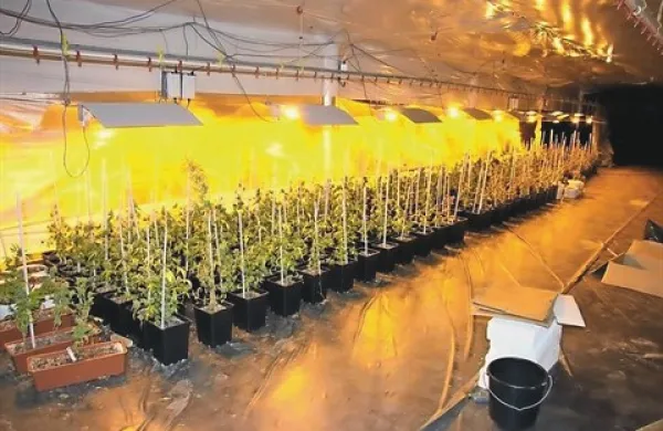 Zaradi skoraj 1600 sadik prepovedane konoplje, ki so jih kriminalisti odkrili v zapuščeni piščančji farmi v Štorjah, in približno 50 kilogramov trave, je sodišče Dolenjca obsodilo na leto zapora