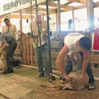 Na  državnem tekmovanju v striženju ovac z električnimi in ročnimi škarjami je bil med 12 udeleženci najboljši  Alojz Novak (Šentjernej) pred Andrejem Škibinom (Lokev) in Urbanom Škandorjem (Bovec). V ročnem striženju pa je zmagal Škibin pred Mojco Noč