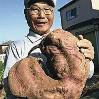 Krompir