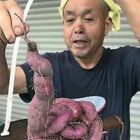 Krompir