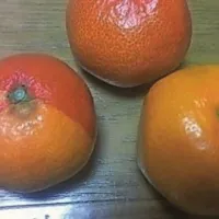 Pomaranče
