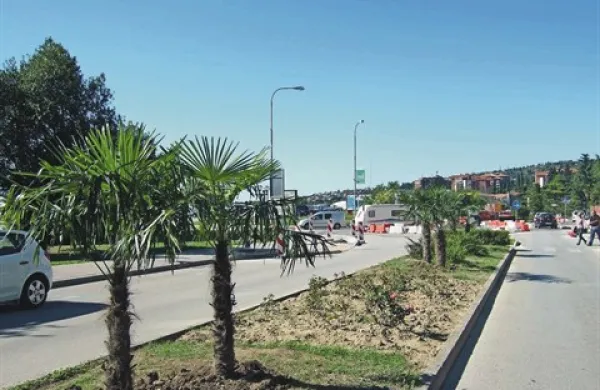 Nove palme in druga drevesa v drevoredu med Lucijo in Portorožem so že posadili, v teh dneh pa gradijo tudi krožišče na odcepu proti marini, ki je bilo doslej začasno 