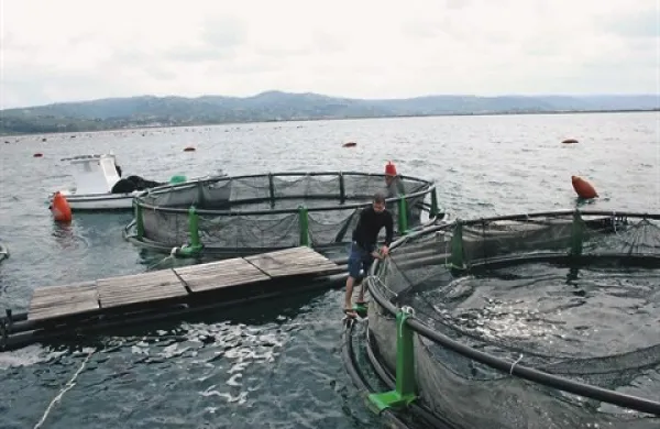 Piranski brancin tudi v filmu