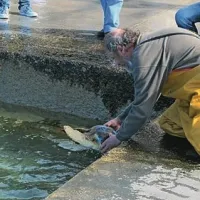 Pred kratkim izpuščena želva, ki so jo oskrbeli v društvu Morigenos in piranskem akvariju