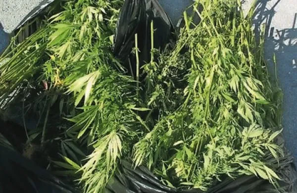 Policisti so v ponedeljek na Bovškem na podlagi odredbe Okrožnega sodišča v Novi Gorici  opravili hišno preiskavo pri 46-letnem moškem. Zasegli so mu 58 delno posušenih zelenih rastlin in 42 sadik zelene rastline
