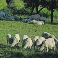 Manj je utrpela ovčereja, zato  smo ohranili kar nekaj avtohtonih pasem