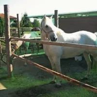 Rižana