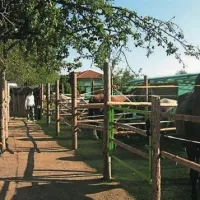 Kobili začasno stanujeta v Rehabilitacijskem centru Petra