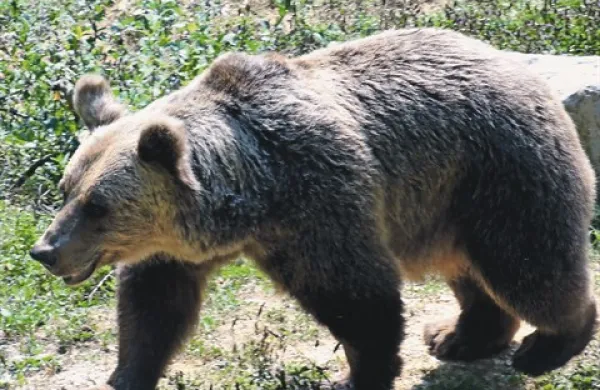 Število rjavih medvedov se je v zadnjih desetletjih na evropskih tleh podvojilo, kar ponekod, denimo v Franciji, med kmeti že predstavlja problem 