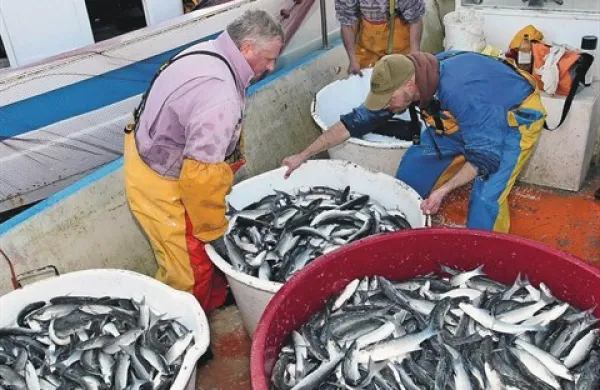 Lani marca se je ribičem v Portoroškem zalivu  po dolgih letih vendarle nasmehnila sreča