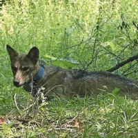 Glavna junakinja projekta Slowolf je volkulja Jasna, giblje se na Kočevskem, medtem ko si  je primorski volk Slavc, ki je živel na območju Slavnika,  družino ustvaril v Italiji