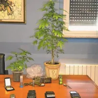 Del zaseženih prepovedanih drog so tržaški policisti razstavili na včerajšnji novinarski konferenci