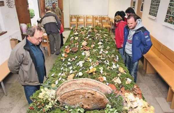 Gobarji so na Krasu te dni našli kar 130 različnih vrst gob