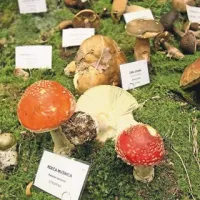 Užitne in strupene - v naravi vse opravljajo pomembno vlogo, opozarjajo gobarji