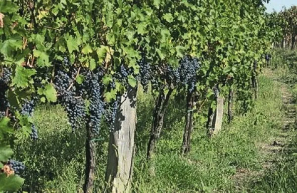 V Tru&scaron;kah nova vinska klet