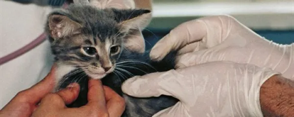 Na živalih  pogosto izvajajo boleče posege brez uporabe anestezije, v laboratorije, kjer se to dogaja, pa redkokdaj spustijo  očividce