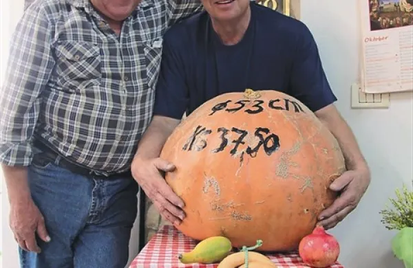  Največjo in najdebelejšo bučo, težko  37,5 kilograma, in s premerom 53 cm, je  vzgojil Vinicio Bernetič