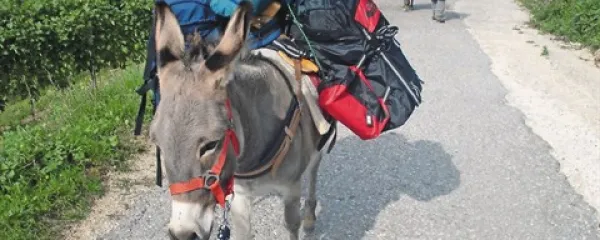 Počasen oslovski korak ima blagodejne učinke na tistega, ki osla vodi
