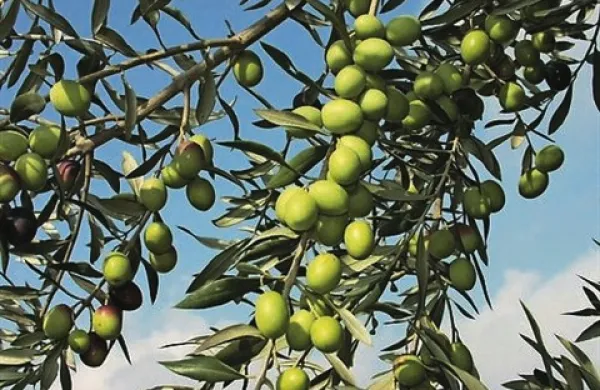 Letina oljčnega olja bo količinsko bogatejša od lanske in se bo približala povprečni letini, ocenjujejo strokovnjaki