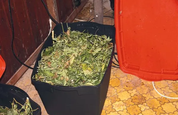 V najeti hiši so našli tudi štiri kilograme že delno posušene konoplje