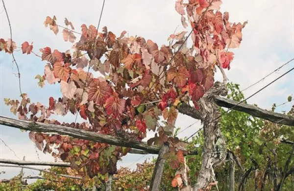 Vinograd lahko v idealnih razmerah bogato obrodi, lahko pa zaradi številnih nevarnosti, ki nanj prežijo izpod neba, povzroči lastniku veliko škode
