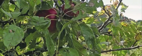 Jabolka na Krasu lepo  zorijo