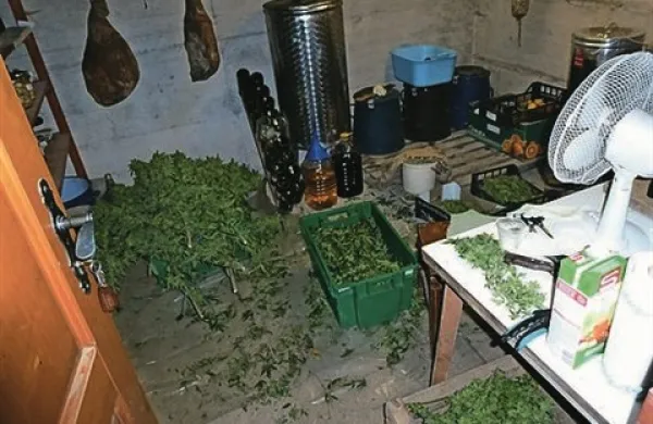 V hišnih preiskavah so zasegli približno 150 gramov konoplje in šest zabojev z obranimi vršički konoplje