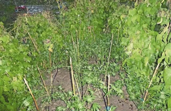 Stročji fižol sta pustila, nekaj konoplje pa že  požela 